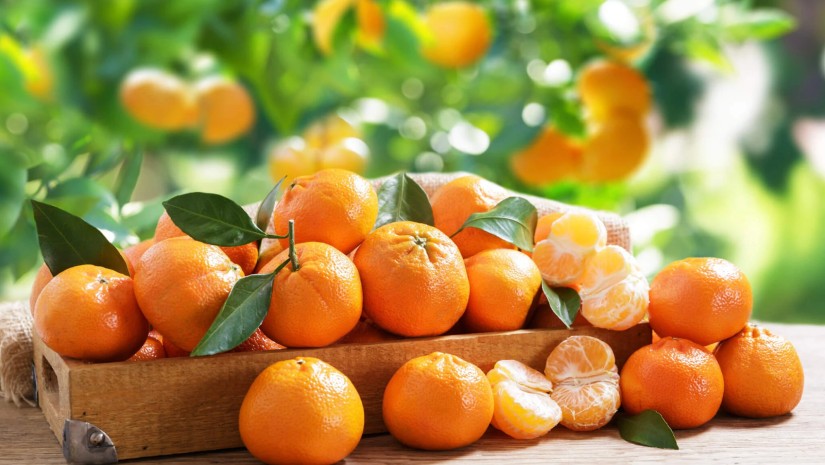 ციტრუსი