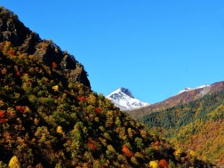 რაჭა ტყე ონი