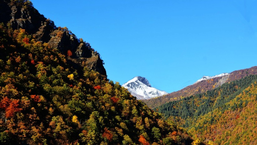 რაჭა ტყე ონი