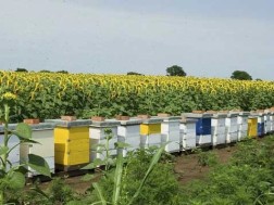 ფუტკარი