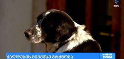ძაღლების მეექვსე გრძნობა