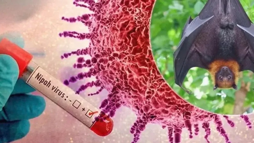 ნიპა ვირუსი