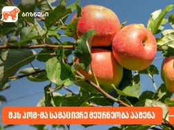 ვაშლი