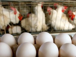 კვერცხი