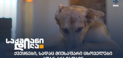 მიუსაფარი ცხოველები