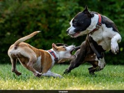 DOGS
