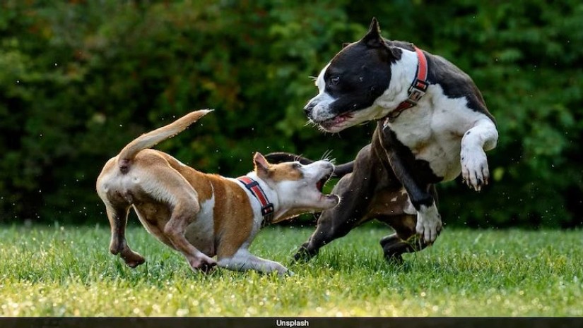 DOGS