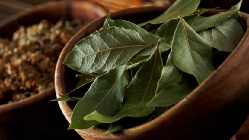 დაფნა