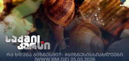 #საქმისკურსი