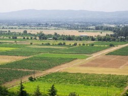 მიწა