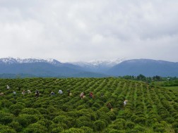 ჩაი