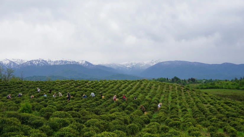 ჩაი