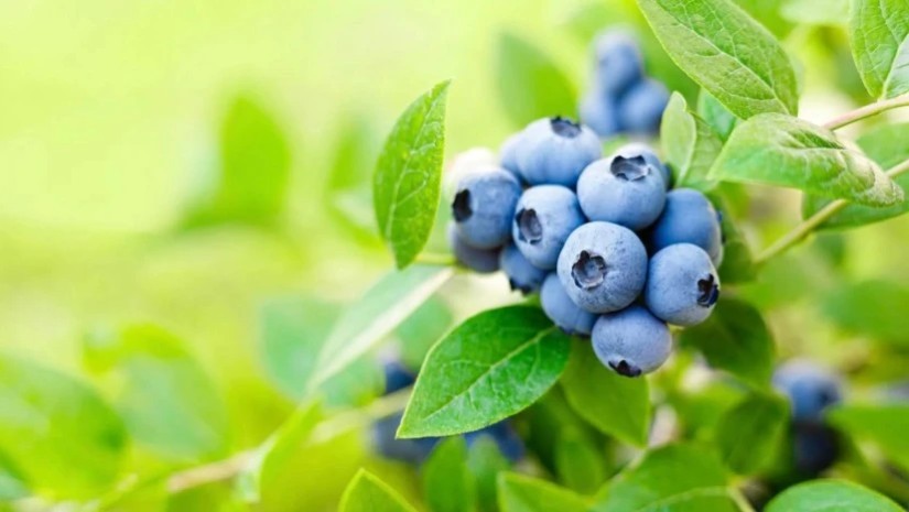 ექსპორტიორები ავიარეისებზე ადგილებს წინასწარ ჯავშნიან – რა გამოწვევებით ხვდება მოცვის სეზონს სექტორი?