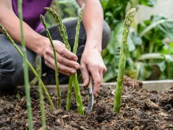 asparagus