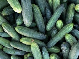 კიტრი