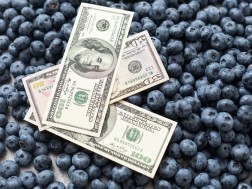 მოცვი