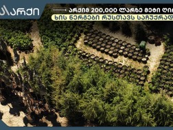 „არქიმ“ 200,000 ლარზე მეტი ღირებულების მარადმწვანე ხის ნერგები ქალაქ რუსთავს საჩუქრად გადასცა