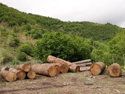 ეროვნული სატყეო სააგენტო