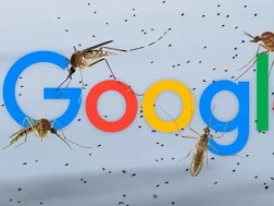 Google-ის კოღოები