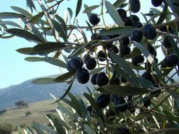 ზეთისხილი