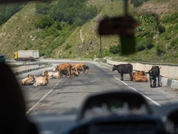საქონელი გზაზე