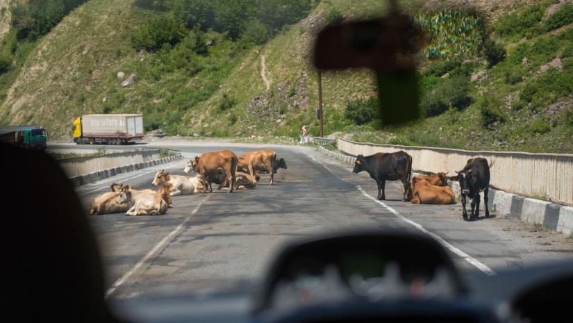 გზების დეპარტამენტში შეიქმნება სამსახური, რომელიც [გზაზე პირუტყვის გადასვლის] შემთხვევების პრევენციასაც უზრუნველყოფს