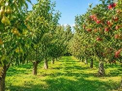 New Player in Agribusiness: Global Lifestyle launches fruit, vegetable and wine production projects