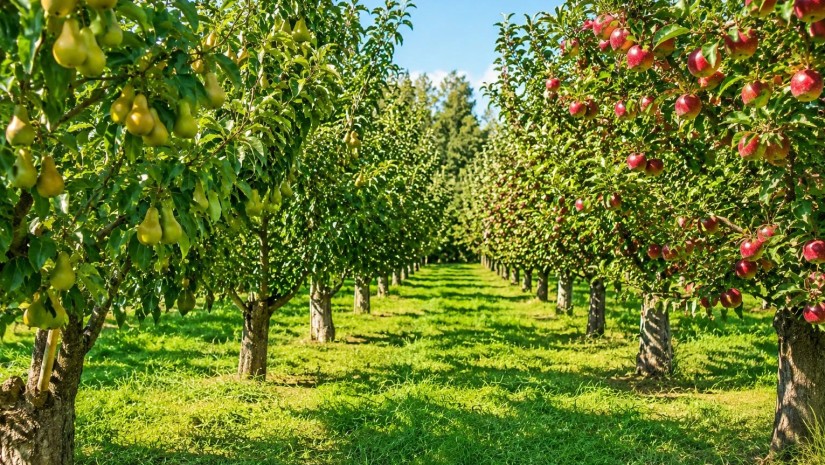 New Player in Agribusiness: Global Lifestyle launches fruit, vegetable and wine production projects