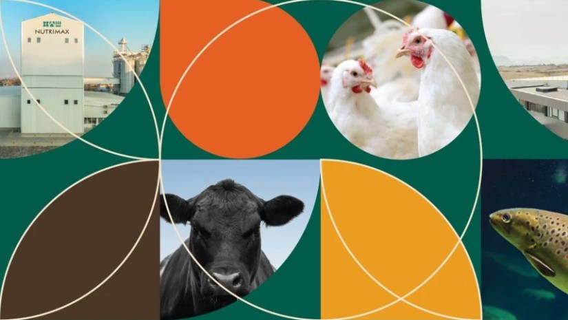 GMO სიმინდის იმპორტი და გადამუშავებაც უნდა დაიშვას - Nutrimax