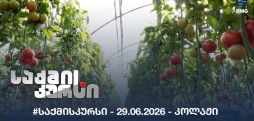 #საქმისკურსი