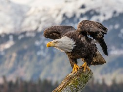 USA