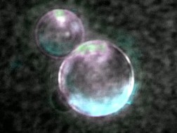 SpudCell