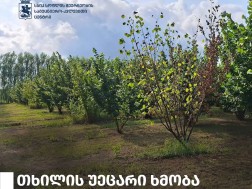 ხმობა