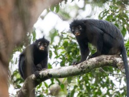 Colobus congoensis
