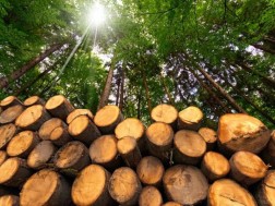 ხე-ტყე