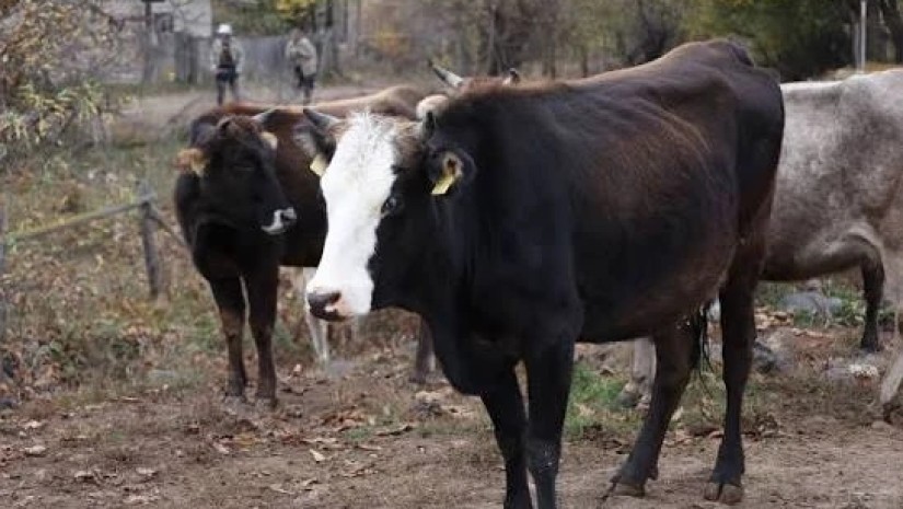 საქონელი