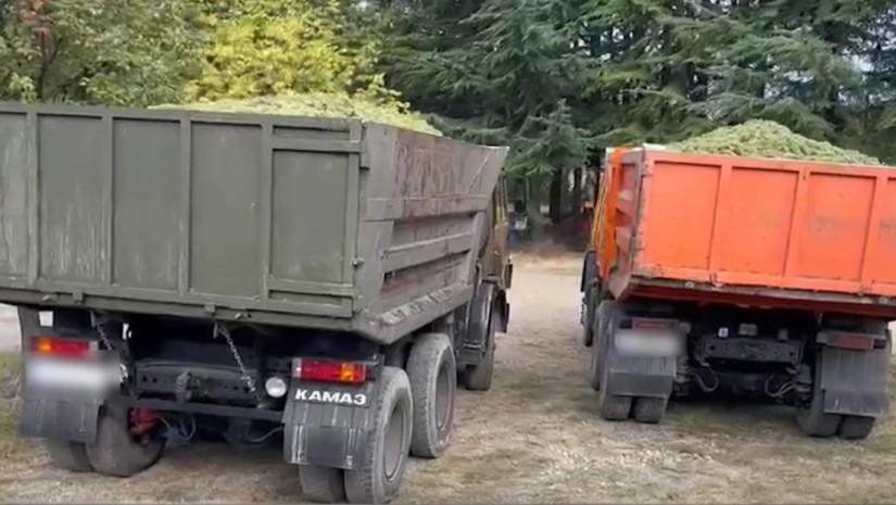 ყურძენი