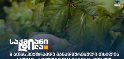 თხილი
