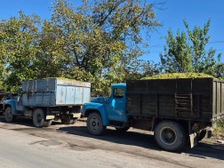 რთველი ყურძენი