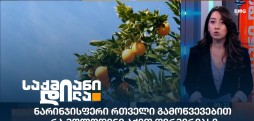 ნარინჯისფერი რთველი