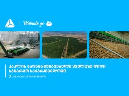 თიბისი