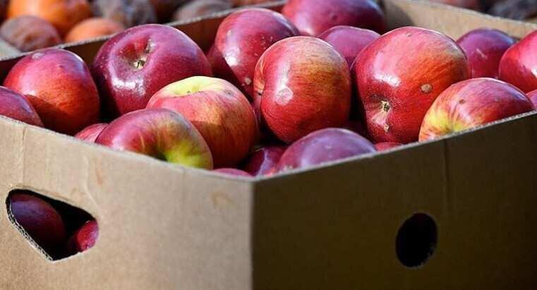 საქართველოდან 505 ტონა ვაშლია ექსპორტირებული  - სად გადის ქართული ვაშლი?