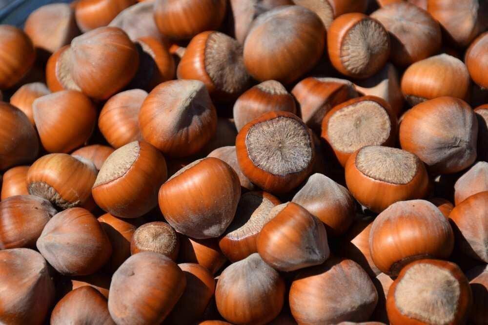 How much hazelnut was exported from Georgia and where? - Ministry 