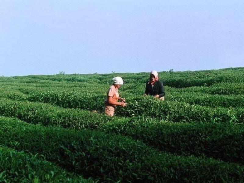 ჩაის მეურნეობების მფლობელები 100 000 ლარამდე ფინანსური სანქციისგან გათავისუფლდებიან - დადგენილება