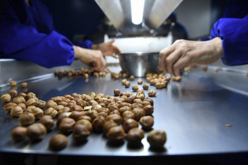 Georgian Hazelnut Plant Operational Again Amid The Pandemic With EU And EIB Group Support