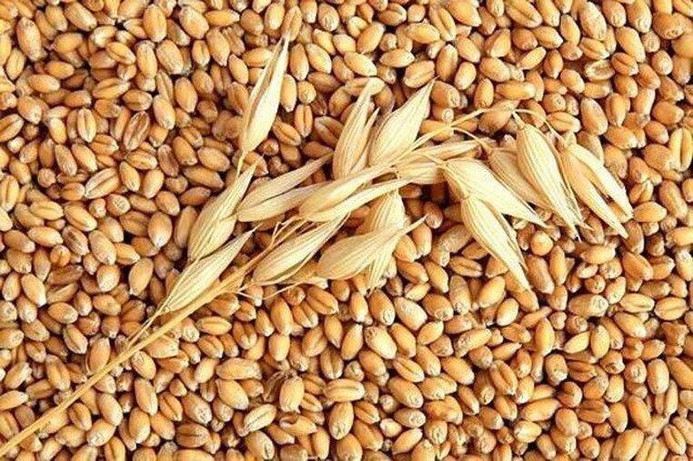 Price of Russian Wheat Can Be Increased Instead Of Decrease – Poti Grain Terminal