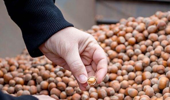 In 4 months, Georgia received $ 63.1 million in hazelnut exports