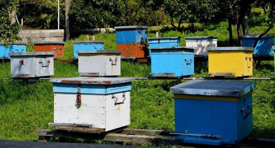Today, Beekeeping Industry Is Not Developed Enough To Be Taxed – Entrepreneur