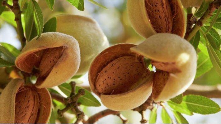Company Udabno To Sell Almonds In Europe