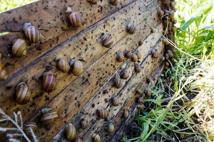 Snails From Lagodekhi To Be Exported To Italy